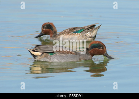 Comune maschio Teal Anas crecca Foto Stock