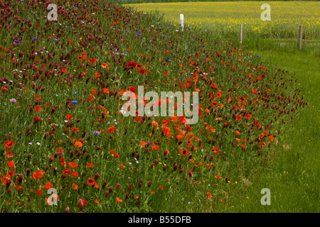 Campo di papavero Papaver rhoeas e trifoglio di cremisi Trifolium incarnatum ssp incarnatum piantato miscela Francia Foto Stock