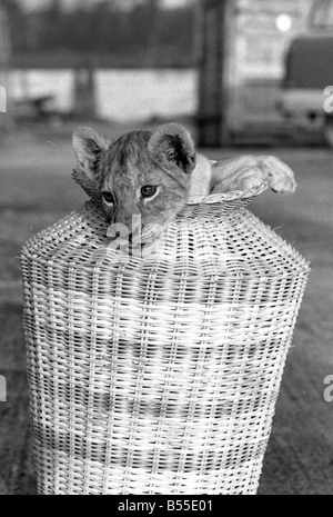 Mustapha il LION CUB a Plymouth zoo chi ha sbagliato se stesso per un cane da guardia OPS mostra lui giocare con uno dei i custodi del giardino zoologico Foto Stock