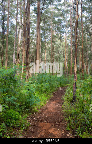 Il Bibbulmun via a piedi il sentiero che passa attraverso la Foresta di Karri in Gloucester National Park in Pemberton, Western Australia. Foto Stock