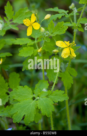 Maggiore celandine Chelidonium majus in fiore primavera naturalizzate nel Regno Unito Foto Stock
