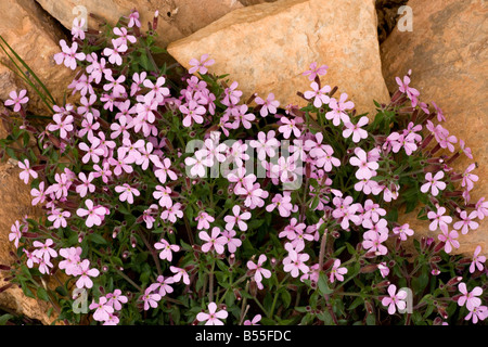 Rock Soapwort Saponaria ocymoides su Limestone Gorge du Tarn Francia Foto Stock