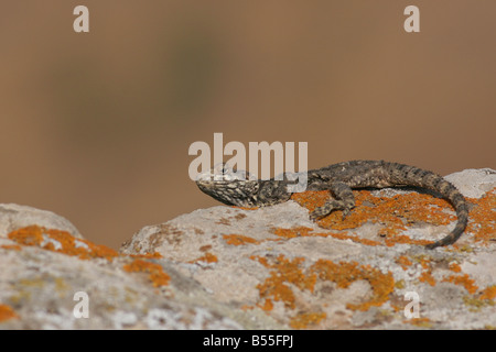 Laudakia stellio Rock Agama crogiolarsi al sole su una roccia Israele Foto Stock