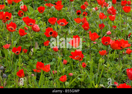 Peacock anemoni (Anemone pavonina) scarlatto forma, in fiore in primavera, Peloponneso, Grecia, Europa Foto Stock