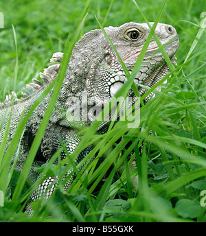 Stati Uniti d'America, Iguana è un genere di lucertola nativo di aree tropicali del Centro e del Sud America e dei Caraibi. Foto Stock