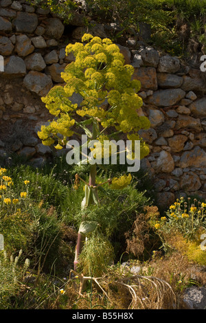 Finocchio gigante Ferula communis in fiore a Monemvassia Peloponneso Foto Stock