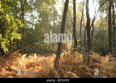 Una immagine di luce che risplende attraverso l'autunno alberi sul golden fern sull'Ashdown Forest Foto Stock