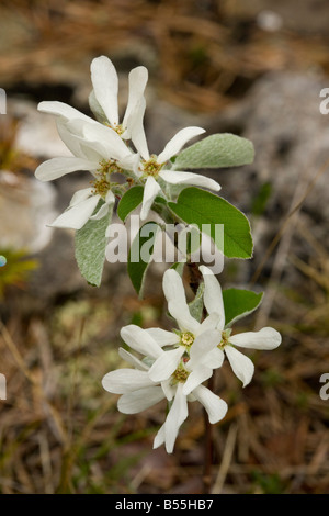 Snowy Mespilus Amelanchier Ovalis in fiore calcare causse Francia Foto Stock