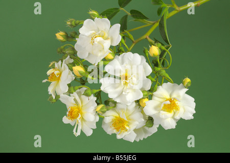 Rambling Rosa (Rosa sp.), varietà: cardellino, fiori, studio immagine Foto Stock