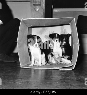 Cinque mongrel cuccioli che hanno lasciato in questa scatola di cartone la scorsa notte sui gradini della R.S.P.C.A. Clinica di Conford Grove, Londra. ;A meno che le case possono essere trovati per questi Xmas cuccioli, essi dovranno essere distrutti dicono la RSPCA che sono di fronte a un enorme numero di animali abbandonati per questo Natale. ;Dicembre 1969 ;Z12403-002 Foto Stock