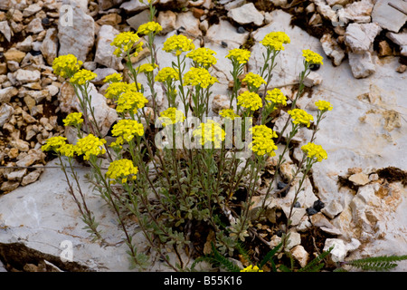 Mountain Alyssum montanum Alyssum su rocce calcaree Causse Francia Foto Stock