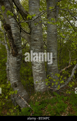 Montane del bosco di faggio Fagus sylvatica sul Mont Aigoual Cevennes Francia Foto Stock