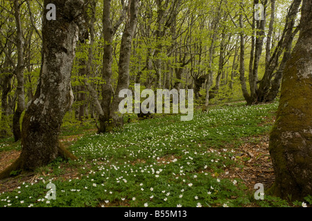 Il legno di anemoni Anemone nemorosa , in Montane del bosco di faggio Fagus sylvatica sul Mont Aigoual Cevennes Francia Foto Stock