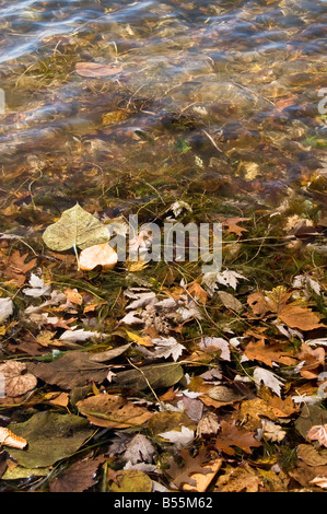 Foglie di autunno in acqua poco profonda dalla riva del lago Foto Stock