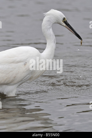 Garzetta (Egretta garzetta) con piccoli gamberi. Francese: Aigrette garzette tedesco: Seidenreiher spagnolo: Garceta común Foto Stock