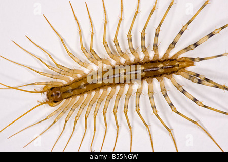 House centipede La scutigera su una parete di camera da letto originariamente dal sud Europa ma ormai diffuso in tutto il mondo Foto Stock