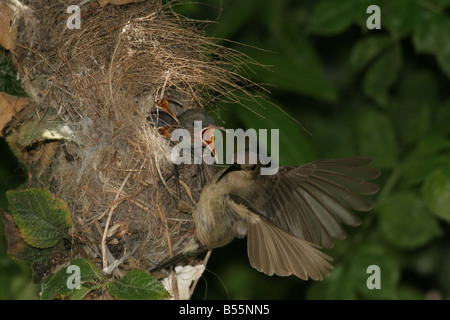 Palestina femmina Sunbird o Northern arancione Sunbird tufted Cinnyris oseus alimentazione dei giovani creature in un nido Foto Stock