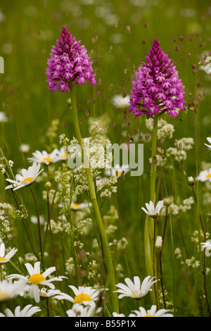 Orchide Anacamptis pyramidalis nel prato fiorito Dordogne Francia Foto Stock