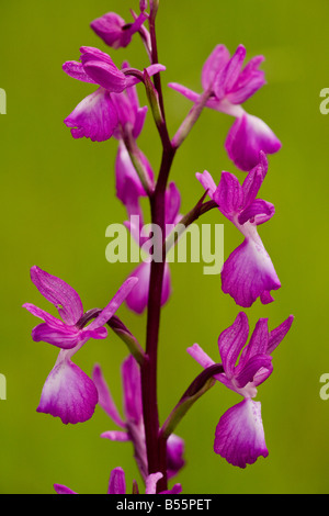 Allentate orchid fiorito (Orchis laxiflora) in prato umido, close-up, Dordogne, Francia Foto Stock