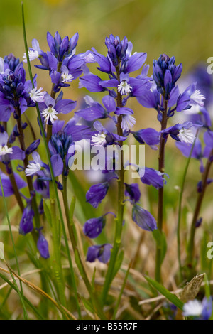 Chalk Milkwort (Polygala calcarea) nella prateria di calcare, Inghilterra Foto Stock