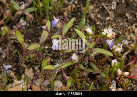 Piccolo fiore dagli occhi blu Maria Collinsia parviflora vicino Lago Winnemucca in Sierra Nevada Carson Pass California Foto Stock