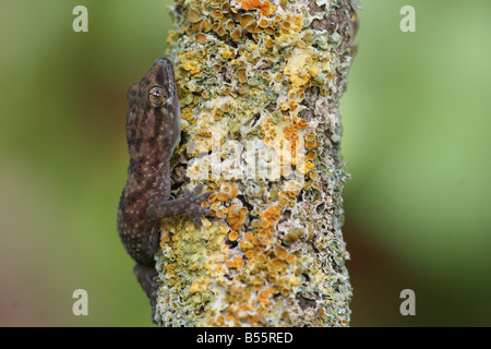 Mediterranean House Gecko Hemidactylus turcicus Foto Stock