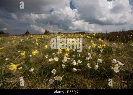 Il legno di anemoni Anemone nemorosa , e narcisi selvatici Narcissus pseudonarcissus nelle praterie montane Mont Aigoual Cevennes Francia Foto Stock