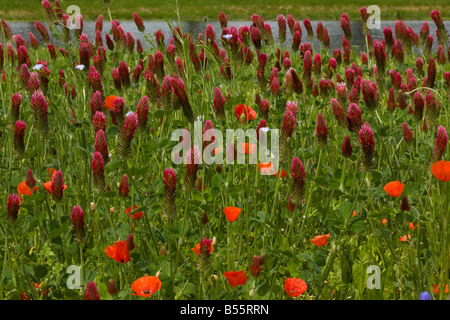 Campo di papavero (Papaver rhoeas) e trifoglio di cremisi (Trifolium incarnatum) in campo, Francia Foto Stock