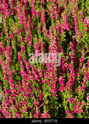 Comune di heather (Calluna vulgaris 'Dark bellezza') Foto Stock