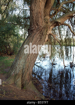 Willow Tree sul grande fiume Ouse Foto Stock