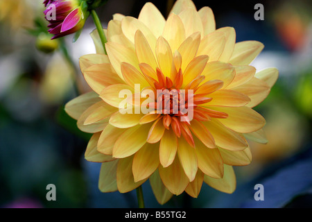 Dahlia (Keith H) Foto Stock