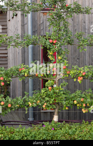 Orchard apple (malus x domestica 'goldparmäne') Foto Stock