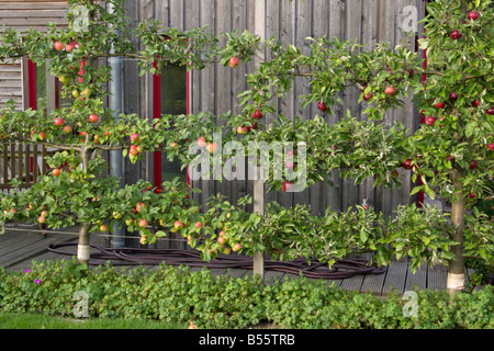 Orchard apple (malus x domestica 'goldparmäne') Foto Stock