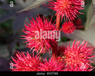 Olio di ricino impianto (Ricinus communis) Foto Stock