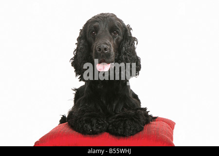 Nero Cocker Spaniel - seduta sul cuscino Foto Stock