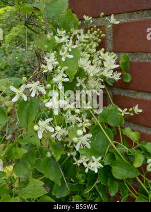 Dolce autunno clematis (Clematis terniflora) Foto Stock