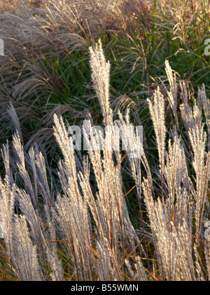 Amur erba di argento (miscanthus sacchariflorus) Foto Stock