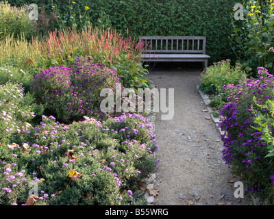 Bushy aster (Aster dumosus 'Prof. Anton Kippenberg'), Michaelmas daisy (Aster novi-belgii 'Violetta') e tino di montagna (Bistorta amplexicaulis sin. Foto Stock