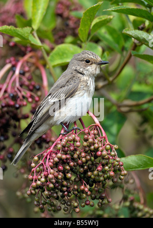 Spotted Flycatcher (Muscicapa striata) su sambuchi. Francese: Gobemouche gris tedesco: Grauschnäpper spagnolo: Papamoscas Gris Foto Stock