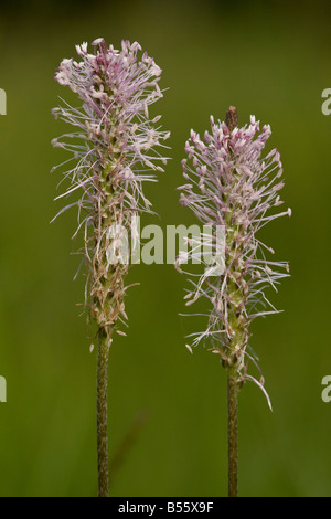 Annoso piantaggine Planzago media in fiore nei prati calcarei in Slovenia Foto Stock