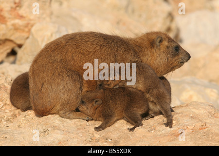 Israele nel deserto della Giudea Rock Hyrax Procavia capensis Foto Stock