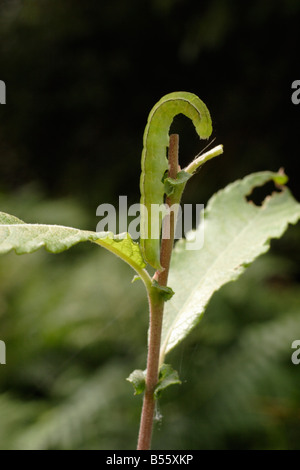 Herald moth caterpillar Scoliopteryx libatrix Noctuidae su sallow REGNO UNITO Foto Stock