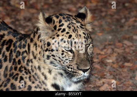 Amur Leopard a Zoo di Erie, Erie in Pennsylvania (USA). Foto Stock