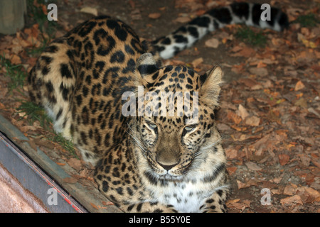 Amur Leopard a Zoo di Erie, Erie in Pennsylvania (USA). Foto Stock