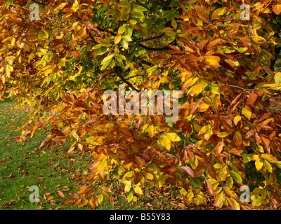 American faggio (Fagus grandifolia) Foto Stock