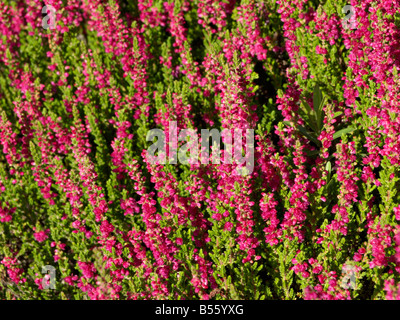 Comune di heather (Calluna vulgaris 'Dark bellezza') Foto Stock