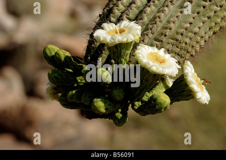 Un miele delle api raccoglie il polline su una primavera cactus Saguaro blossom nel Deserto di Sonora in Arizona Foto Stock