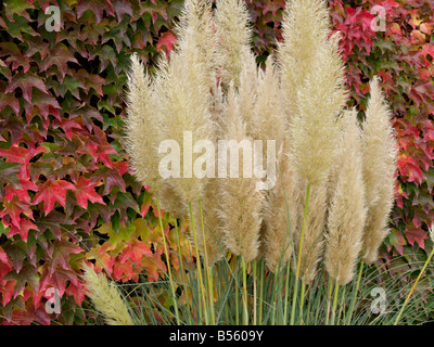 Pampa erba (cortaderia selloana 'pumila') e giapponese di superriduttore (parthenocissus tricuspidata) Foto Stock