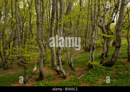 Montane del bosco di faggio Fagus sylvatica sul Mont Aigoual Cevennes Francia Foto Stock