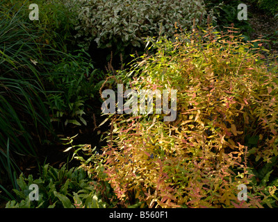 Purple loosestrife (Lythrum salicaria 'feuerkerze') Foto Stock